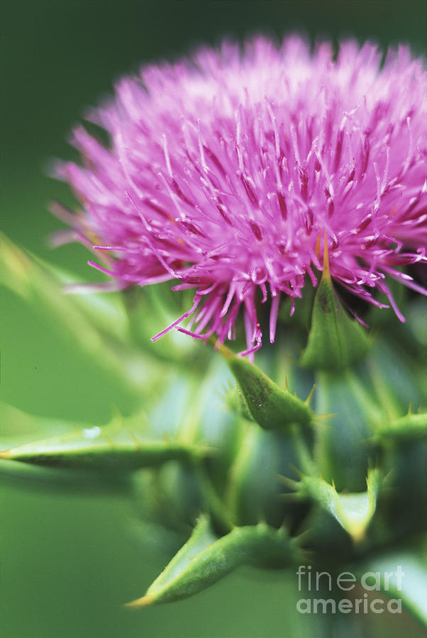 Milk Thistle Plant Photograph by George Mattei