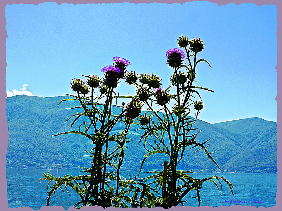 Milk Thistle with a View Photograph by Barbara Zahno