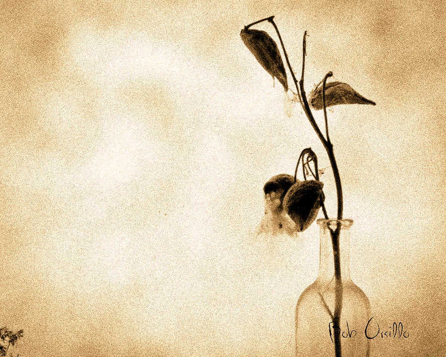 Milk Weed In A Bottle Photograph by Bob Orsillo