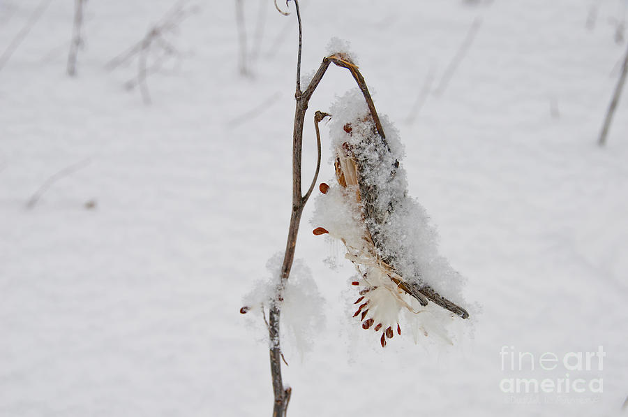 Milk Weed in Winter Photograph by David Arment