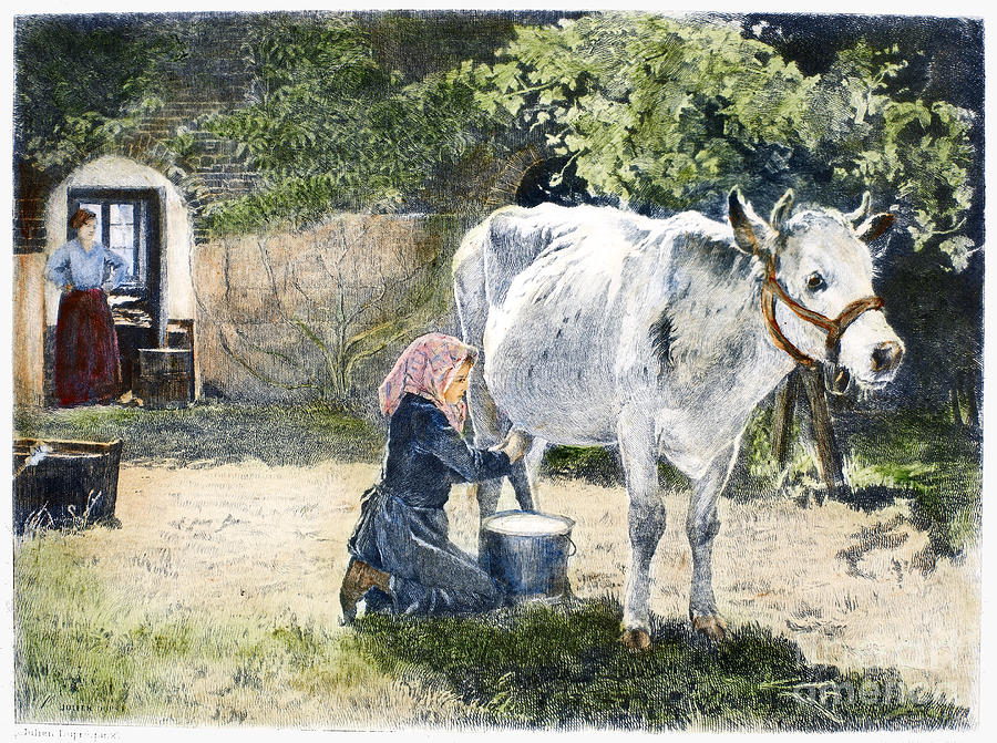 MILKING, 19th CENTURY Photograph by Granger