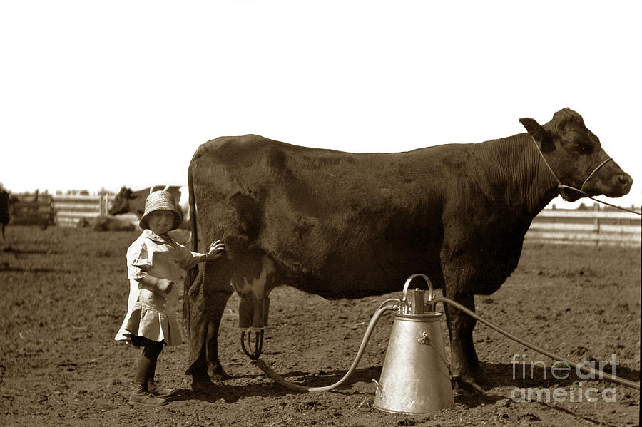 Cow Photograph - Milking cows early milking machine 1910 by Monterey County Historical Society