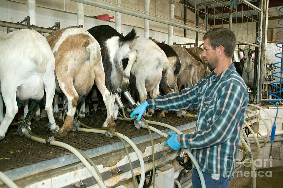 Milking Goats Photograph by Inga Spence