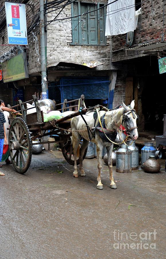 Milkman delivers fresh milk on horse carriage in walled city Lahore Pakistan Photograph by Imran Ahmed