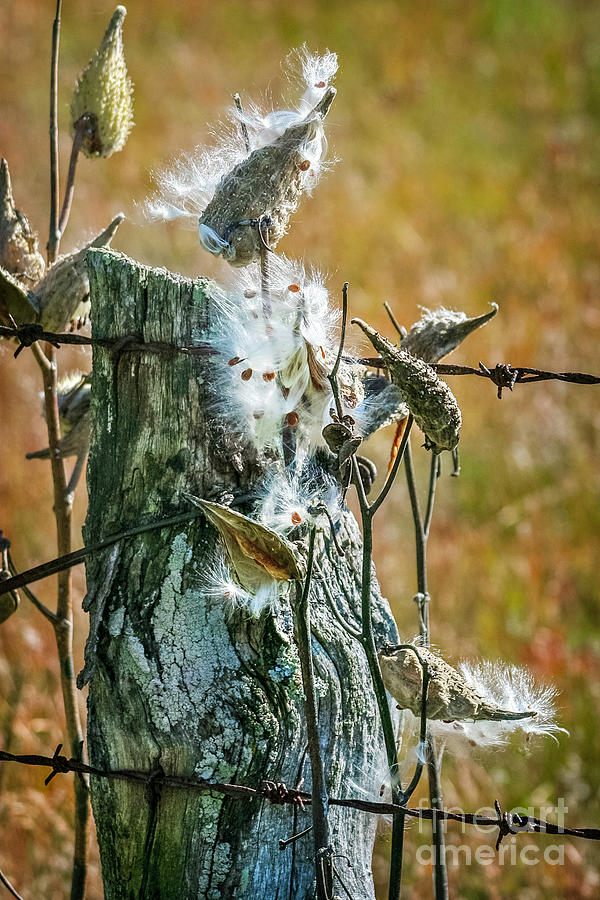 Milkweed and Barbed Wire Photograph by Karen Jorstad