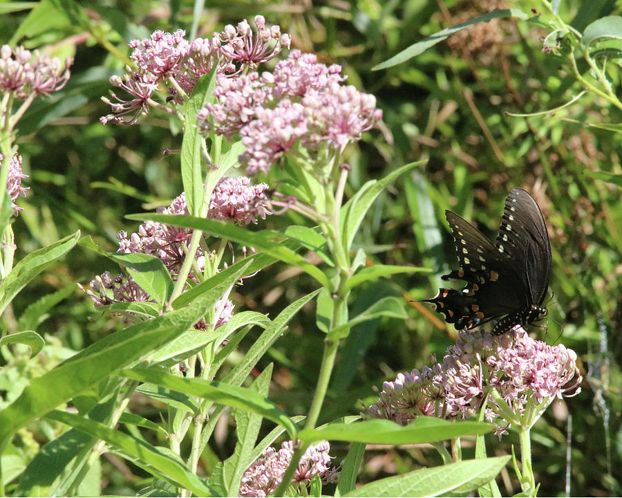 Male American Swallowtail Papilio polyxenes Photograph by Captain Debbie Ritter Male American Swallowtail Papilio polyxenes Photograph by Captain Debbie Ritter