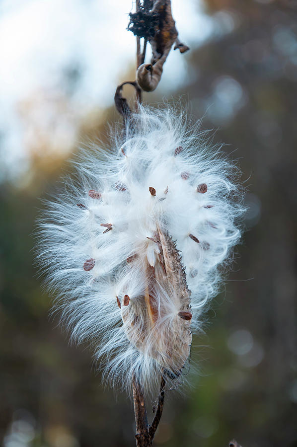 Nature Photograph - Milkweed and its seeds by Flees Photos