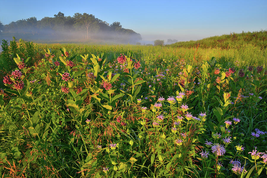 Milkweed and Mints at Sunrise in Glacial Park Photograph by Ray Mathis