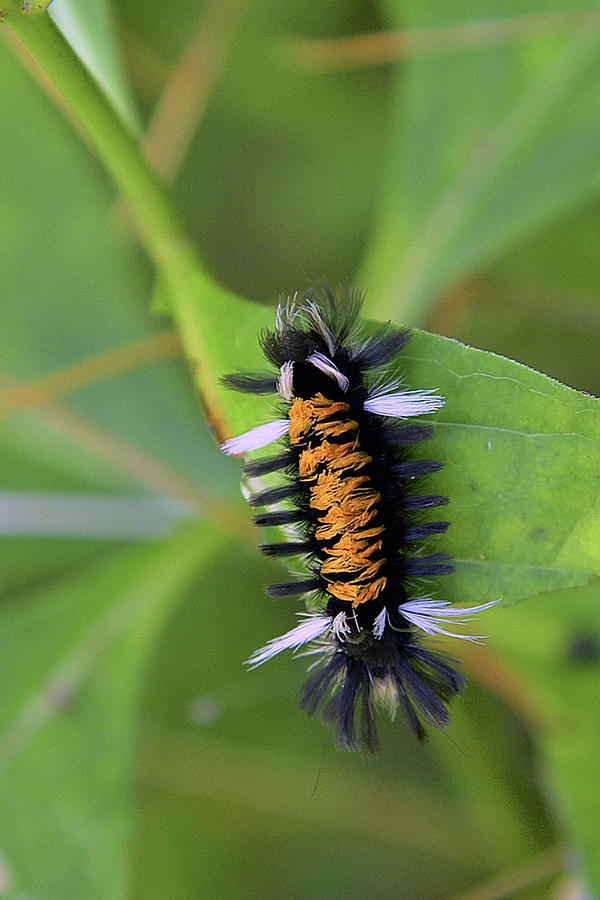 Milkweed Caterpillar Photograph by Alan Lenk