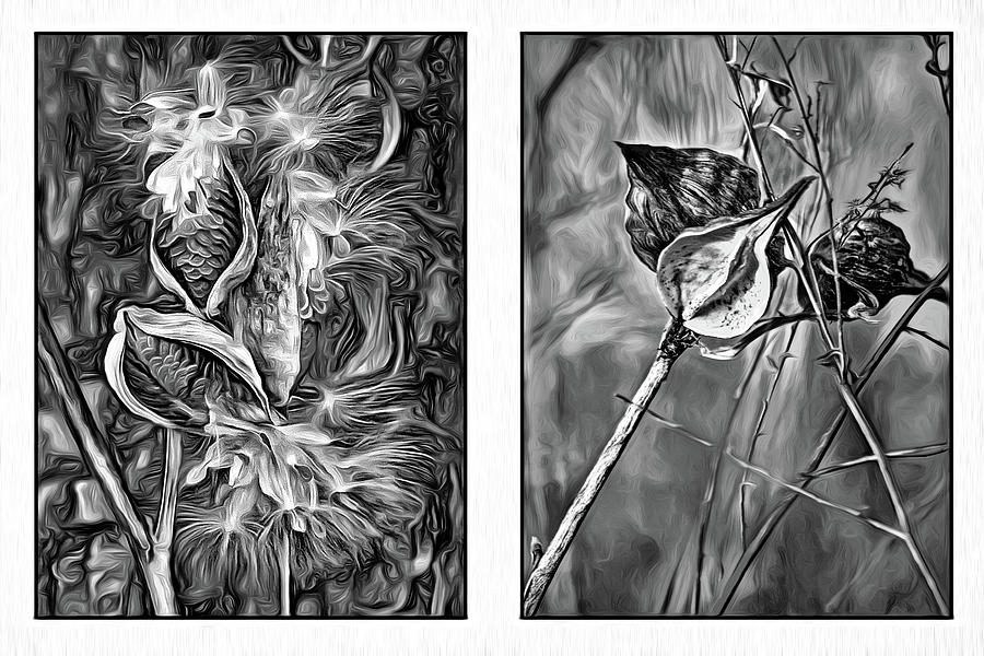Milkweed Diptych 2 - Paint bw Photograph by Steve Harrington