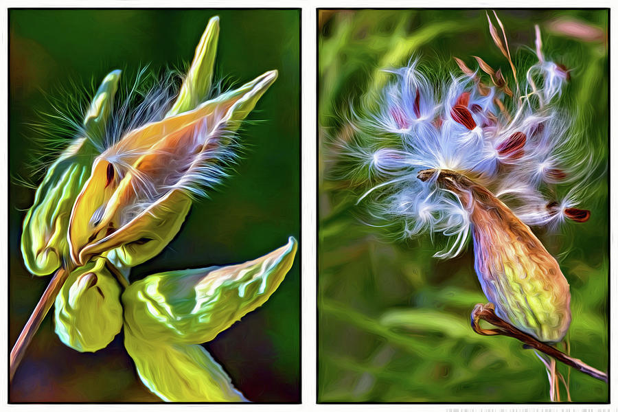 Milkweed Diptych - Paint Photograph by Steve Harrington