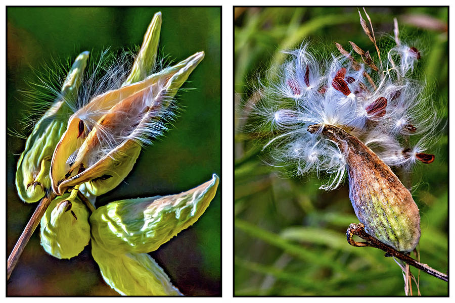 Milkweed Diptych Photograph by Steve Harrington