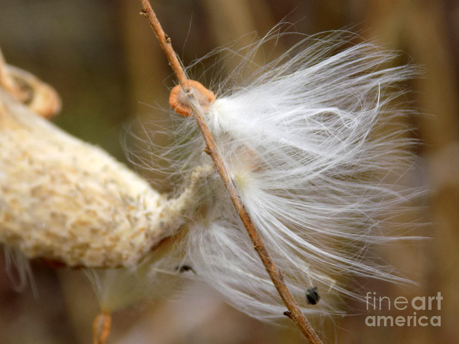 Flower Photograph - Milkweed Feathers by William Tasker