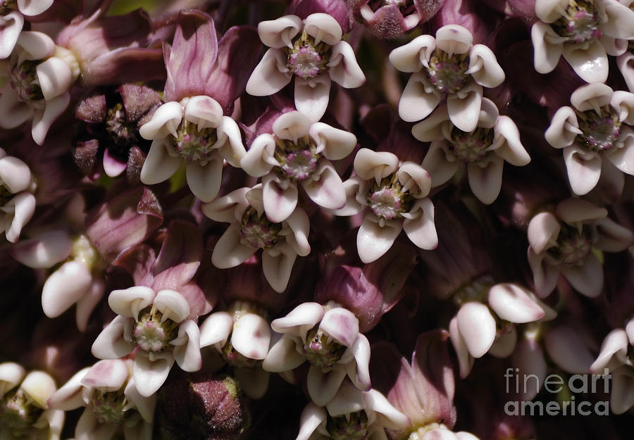 Milkweed Florets Photograph by Randy Bodkins