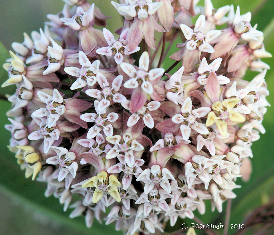 Milkweed Flower Ball Photograph by Carolyn Postelwait | Fine Art America