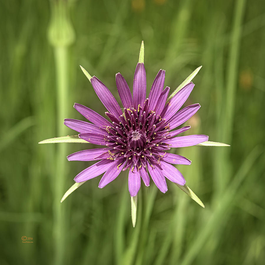 Milkweed Flower Photograph by Jim Thompson