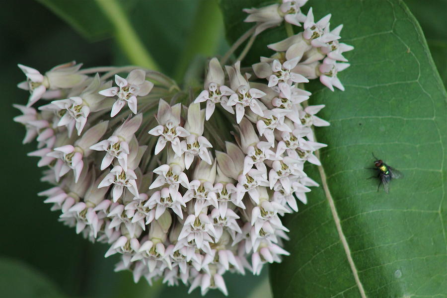 Milkweed Flowers And Fly Photograph