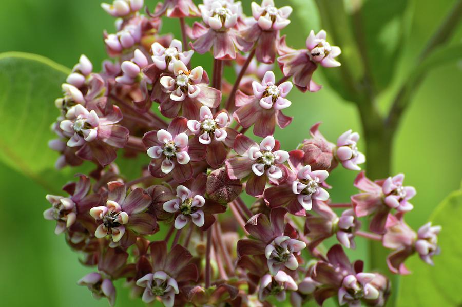 Milkweed Flowers  Photograph by Lyle Crump