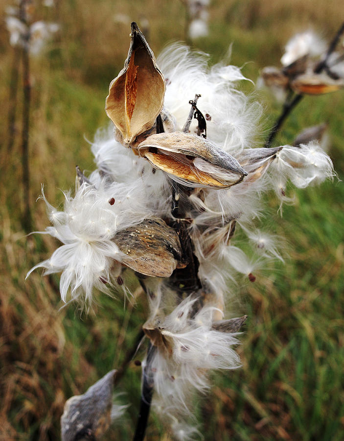 Milkweed Photograph by Frank Winters