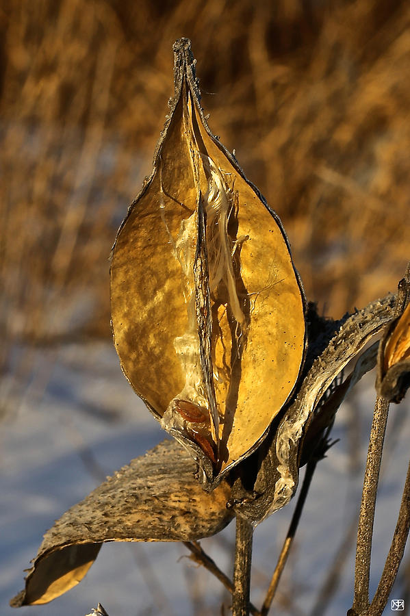 Milkweed Gold Photograph by John Meader
