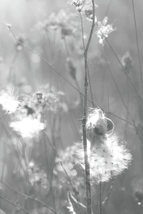 Milkweed in Afternoon Sun Black and White Photograph by Joni Eskridge