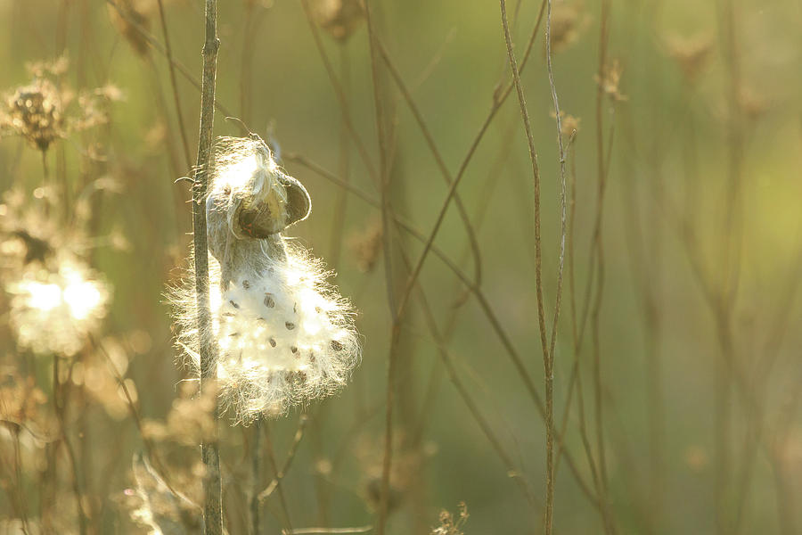 Milkweed in Afternoon Sun Color Landscape Photograph by Joni Eskridge