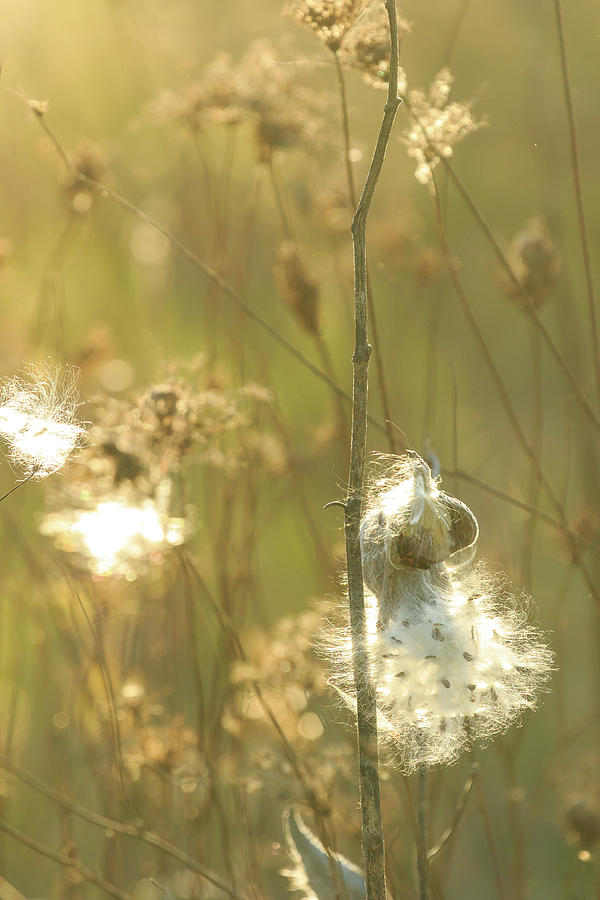Milkweed in Afternoon Sun Color Portrait Photograph by Joni Eskridge