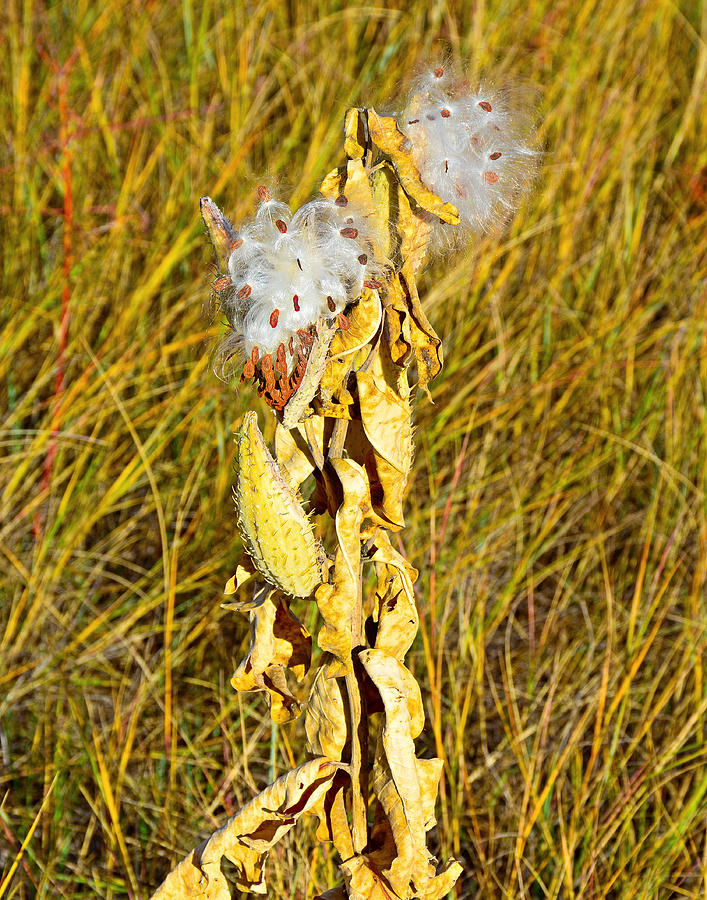 Milkweed in Autumn Photograph by Robert Meyers-Lussier