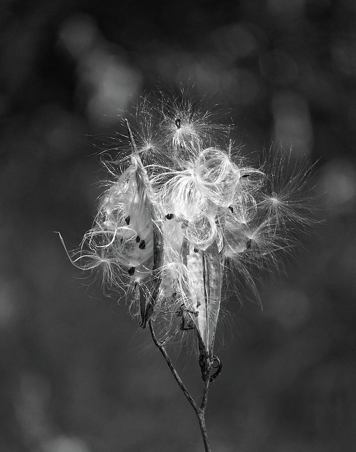 Black And White Photograph - Milkweed in Black and White by Norma Brock