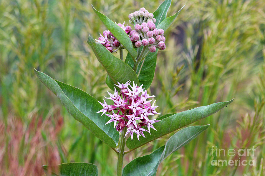 Milkweed in Bloom Photograph by Ann E Robson