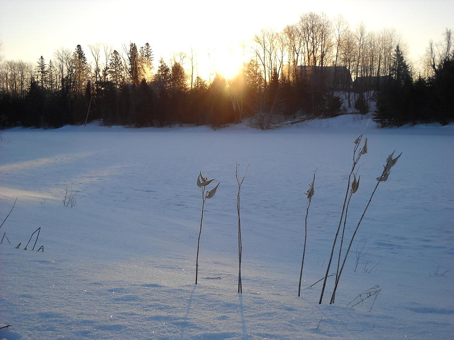 Milkweed in February at Sunrise Photograph by Kent Lorentzen