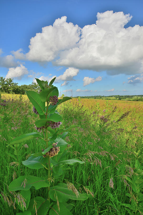 Milkweed in Glacial Park Photograph by Ray Mathis