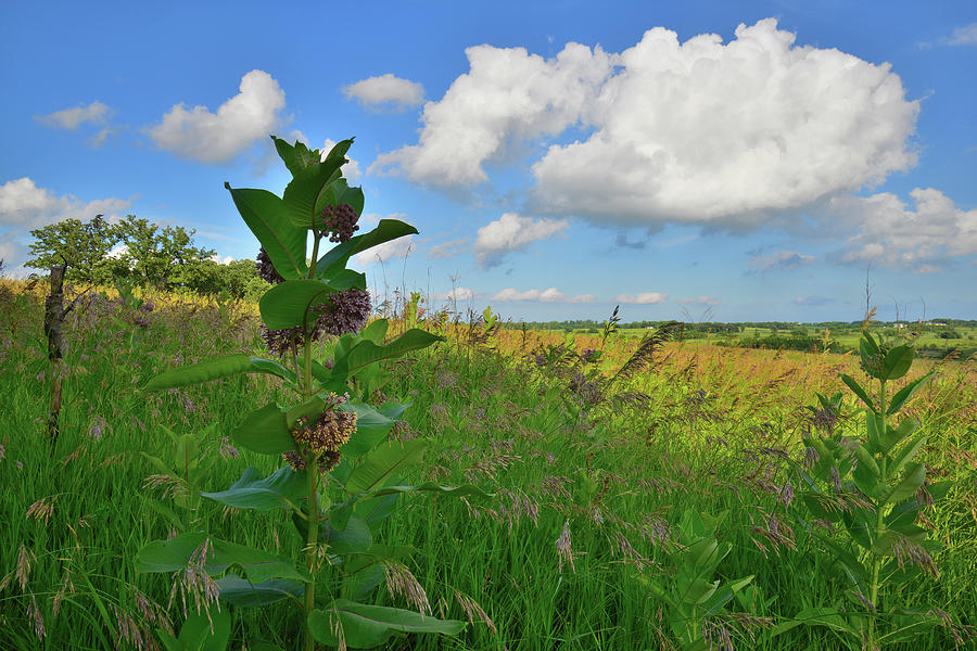 Milkweed in Prairie of Glacial Park Photograph by Ray Mathis