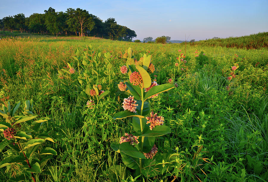 Milkweed in the Morning in Lost Valley of Glacial Park Photograph by Ray Mathis