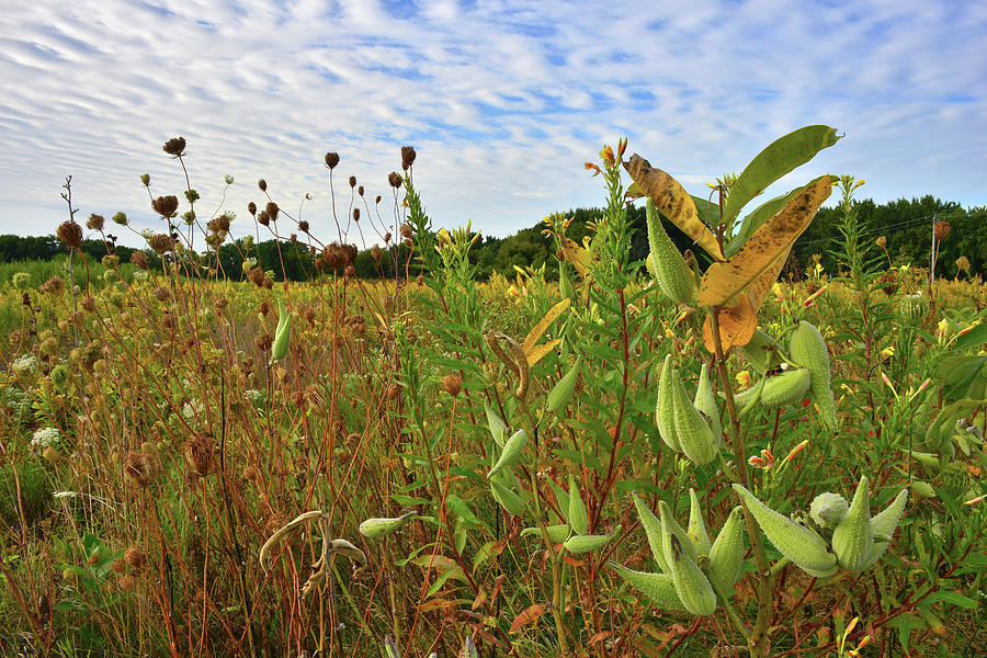 Milkweed in the Morning Photograph by Ray Mathis