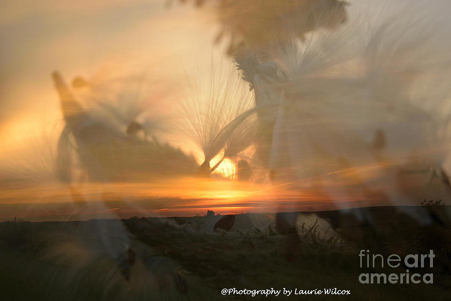Sunset Photograph - Milkweed in the sun by Laurie Wilcox