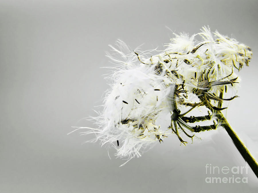 Milkweed Isolation Photograph by Beth Myer Photography