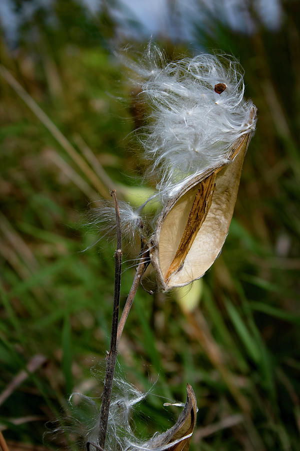 Milkweed Photograph by Kevin Argue