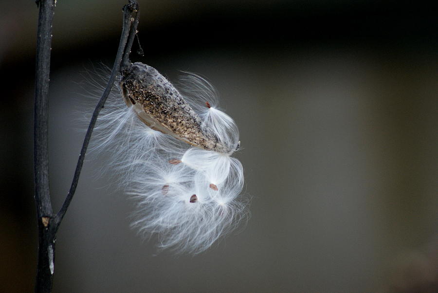 Milkweed Photograph by Lois Lepisto