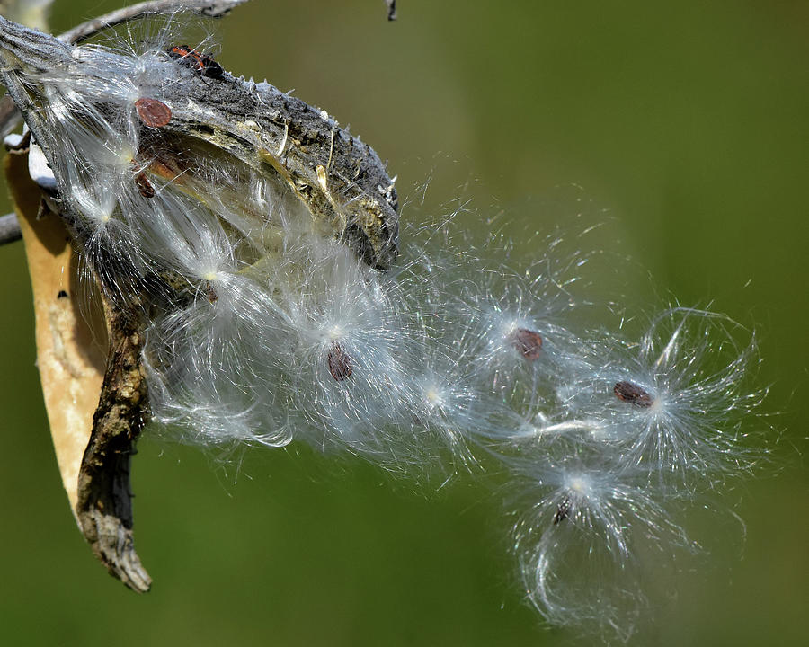 Milkweed losing its seeds Photograph by Dwight Eddington - Fine Art America