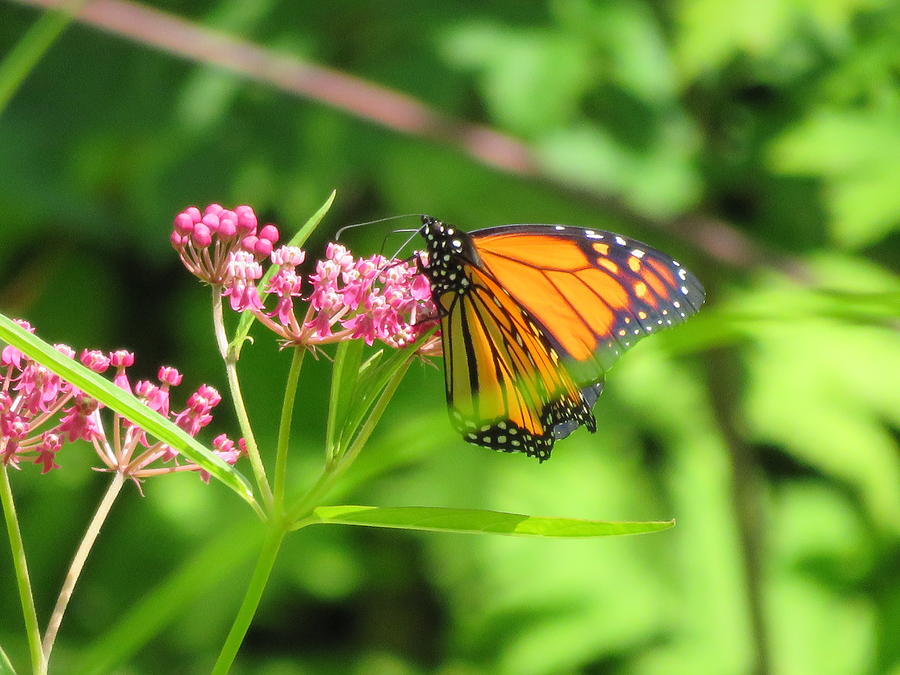 Milkweed Lunch Photograph by Betty-Anne McDonald