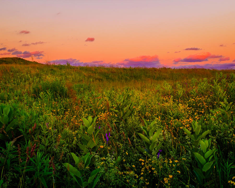 Milkweed Meadow Twilight Photograph by Chris Bordeleau