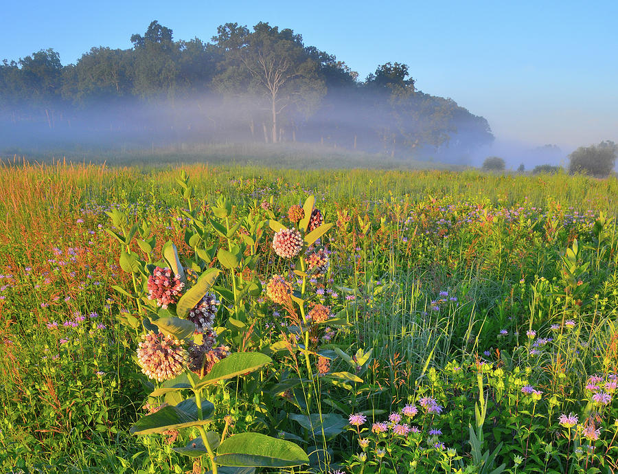 Milkweed Morning at Glacial Parks Lost Valley Photograph by Ray Mathis