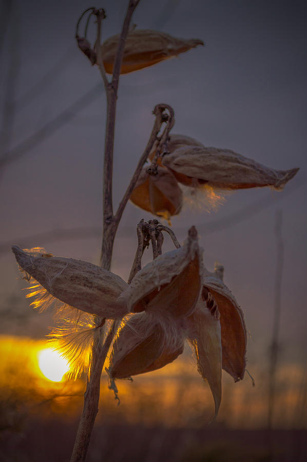 Milkweed Morning Photograph by James  Meyer