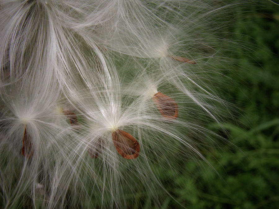 Milkweed Mystery Photograph by Nancy Griswold