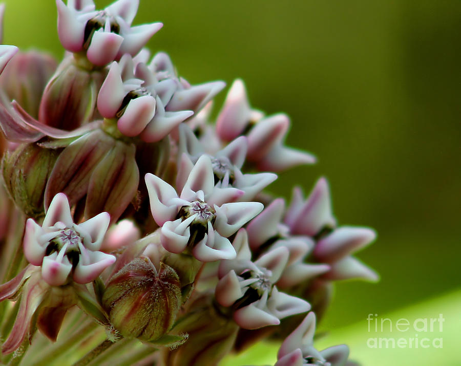 Milkweed Pink Photograph by Roger Becker