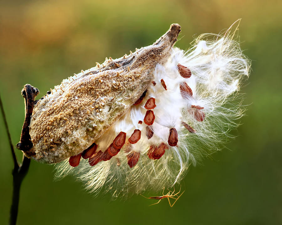 Milkweed  pod and visitor Photograph by Carolyn Derstine