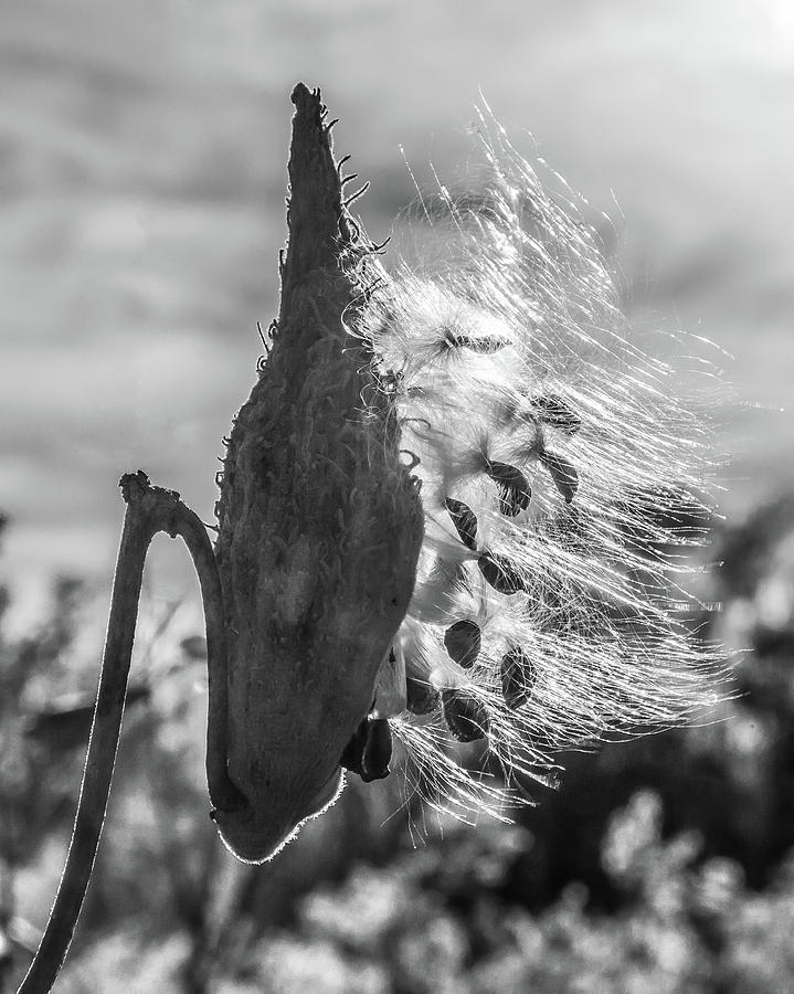 Milkweed Pod Back Lit B and W Photograph by Lon Dittrick