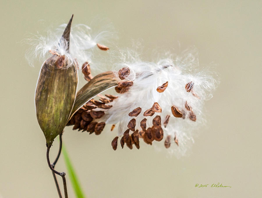 Milkweed Pod Photograph by Ed Peterson