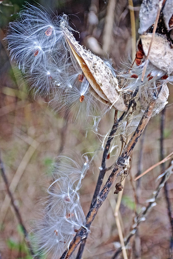 Milkweed Pod on Trail to North Beach Park in Ottawa County, Michigan  Photograph by Ruth Hager